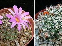 Mammillaria schumannii v. globosa JLcoll.2956.JPG